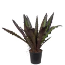 Mr Plant Asplenium Tre 90 cm