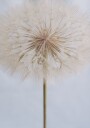 Delicate Dandelion Plakat / 70x100cm