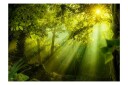 Fototapet In A Secret Forest 250x175 - Artgeist sp. z o. o.