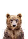 Baby Bear Plakat / 21x30cm