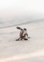 Newborn Sea Turtle Leaving The Nest Plakat Plakat / 100x150cm