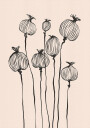 Poppy Pods Plakat Plakat / 50x70cm