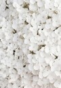 White Hydrangea Plakat Plakat / 21x30cm
