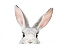 Peeking Bunny Plakat / 100x150