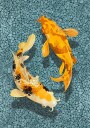 Koi Plakat Plakat / 50x70cm