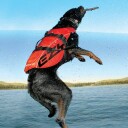 Ezydog Flytevest Boost Redningsvest til hund M (18-27 kg)