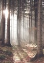 Sunbeam Forest Plakat Plakat / 70x100cm