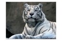 Fototapet Bengali Tiger Zoo 250x193 - Artgeist sp. z o. o.