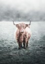 Highland Cow Plakat Plakat / 21x30cm