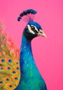 Peacock's Vibrance Plakat / 21x30cm