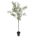 Mr Plant Oliventre 170 cm