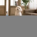 Doggielounge Large Canvas Fatboy Black Licorice