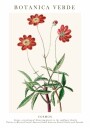 Cosmos Botanical Plakat Plakat / 21x30cm