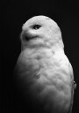 Snowy Owl in Black and White Plakat Plakat / 70x100cm