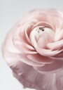 Pink Ranunculus Plakat Plakat / 50x70cm