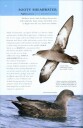 Collins BTO Guide to Rare British Birds