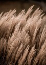 Grass 16 Plakat / 21x30cm