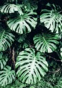 Green Monstera Leaves Plakat Plakat / 100x150cm