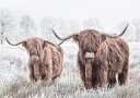 Scottish Cattle Plakat Plakat / 100x150cm