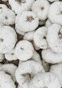 White Pumpkins Harvest Plakat Plakat / 50x70cm