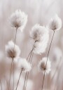 White Cotton Grass Plakat Plakat / 70x100cm