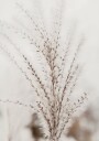 Autumn Miscanthus Plakat Plakat / 100x150cm