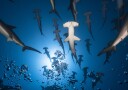 Hammerhead School Underwater Plakat / 40x50
