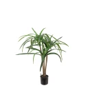 Mr Plant Dracena Palm 90 cm