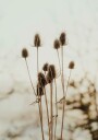 Reeds Plakat Plakat / 100x150cm