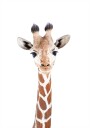 Baby Giraffe Plakat Plakat / 100x150cm