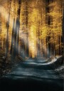 Autumn Forest Plakat Plakat / 100x150cm