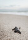 Baby Turtle Journey Plakat Plakat / 100x150cm