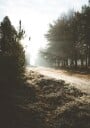 New Forest Plakat Plakat / 40x50cm