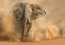 Majestic Elephant Dust Cloud Plakat / 50x70