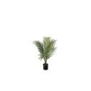 Mr Plant Bergspalm 3113 110