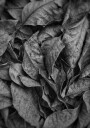 Monochrome Leaf Texture Plakat / 70x100