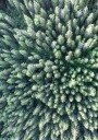 Forest From Above Plakat Plakat / 100x150cm
