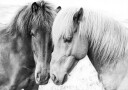 Kathrin Pienaar Horse Love Plakat / 70x100cm