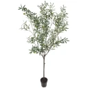 Mr Plant Oliventre 230 cm