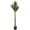 Mr Plant Yucca Rostrata Tre 180 cm