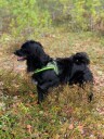 Neon Hundesele Med Refleks Og Padding