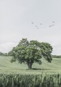Green Tree In The Field Plakat Plakat / 50x70cm