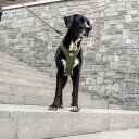 Curli Belka Comfort V2 Dog Harness Light-Tan 4Xl