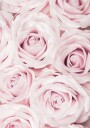 Soft Pink Roses Plakat / 100x150