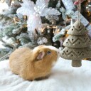 Rosewood Timothy Festive Juletre til Smådyr