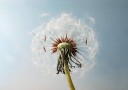 Dandelion Seeds On Wind Plakat Plakat / 100x150cm