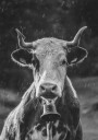 Cow With Bell Plakat Plakat / 21x30cm