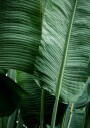 Leaves 14 Plakat / 40x50