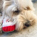 Fine Juleleker Til Hund I Myk Plysj Med Pip