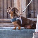 Rogz Urban Fast-Fit Gull hundesele for små hunder med ergonomisk passform